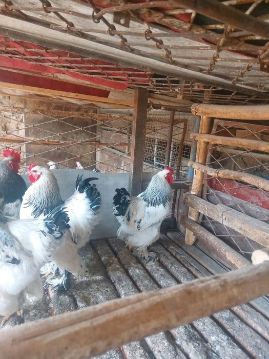 Черняевкада брама хўрозлар сотилади