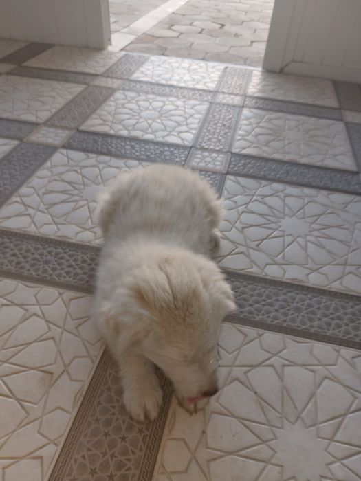 Хотика сотилади...