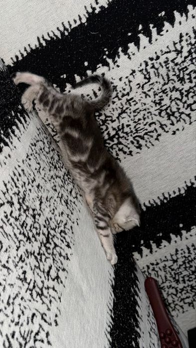 Котята Актобе скоттиш фолд