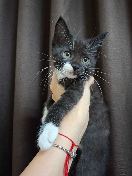 Очаровательные котята