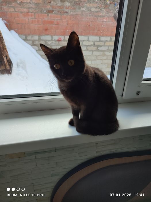 Отдам кошечку бесплатно