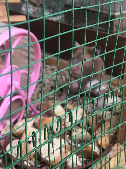 Srochna hamster hamyakla sotiladi