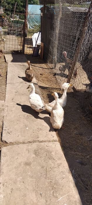 Disponibile rate moțate