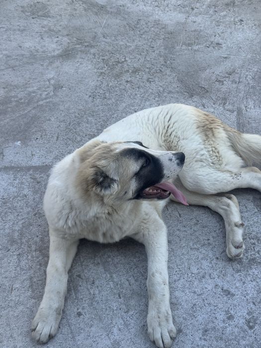 Срочно продается алабай сучка