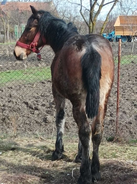 Vând mânz cuminte din părinți grei