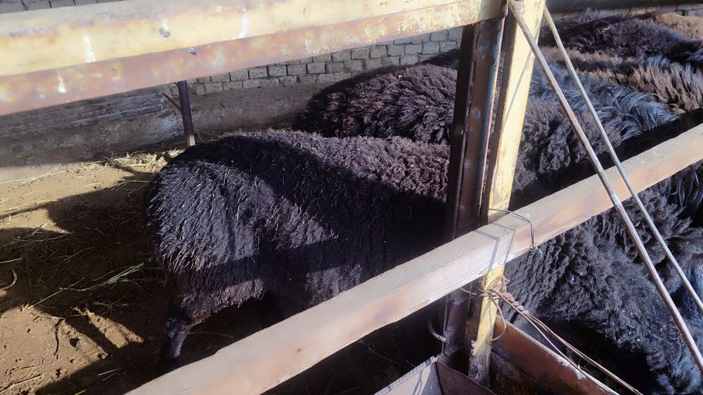 Qoʻylar qurbonlikka