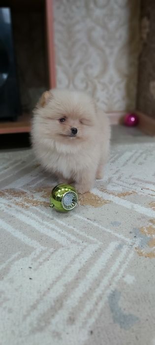 Шпиц мальчик кремовый