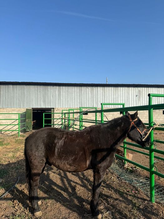 Мініс аттар сатылады