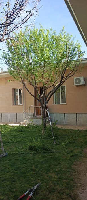 Daraxt kesish дарахт кесиш Обрезка деревьев спилит деревия бензопила