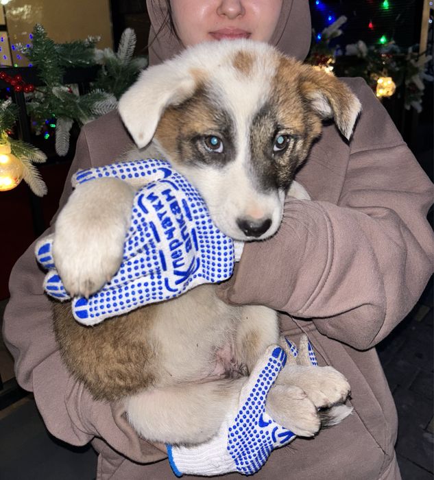 Отдаём в хорошие руки щенков