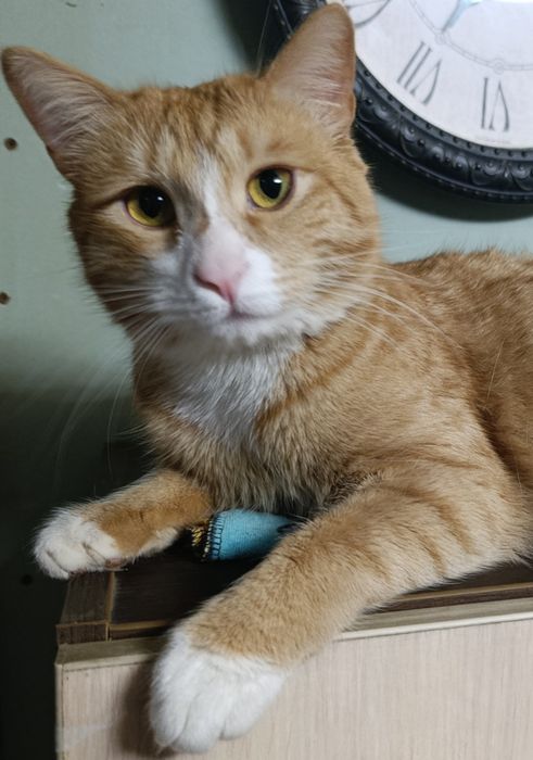 Потерялся кот Рыжик