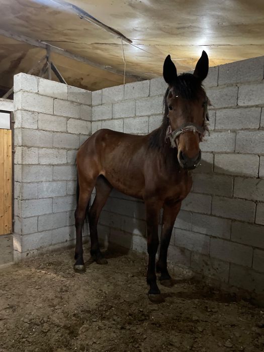 Продам кобылу, лошадь