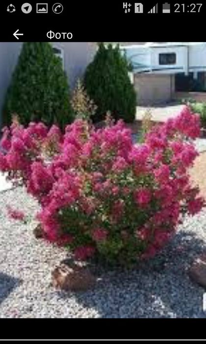 Гибийскус  С ирийская роза.Ин дийскийсие сиреньь Глицина