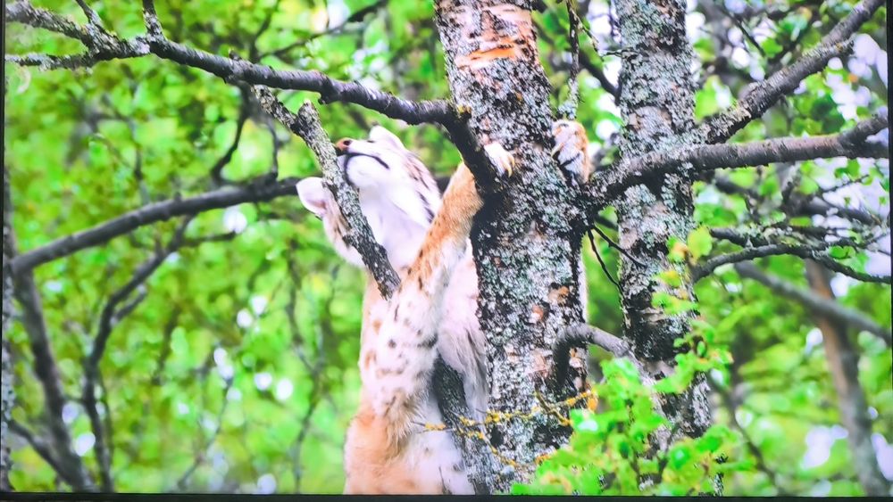 Smart Samsung 65 BU8000