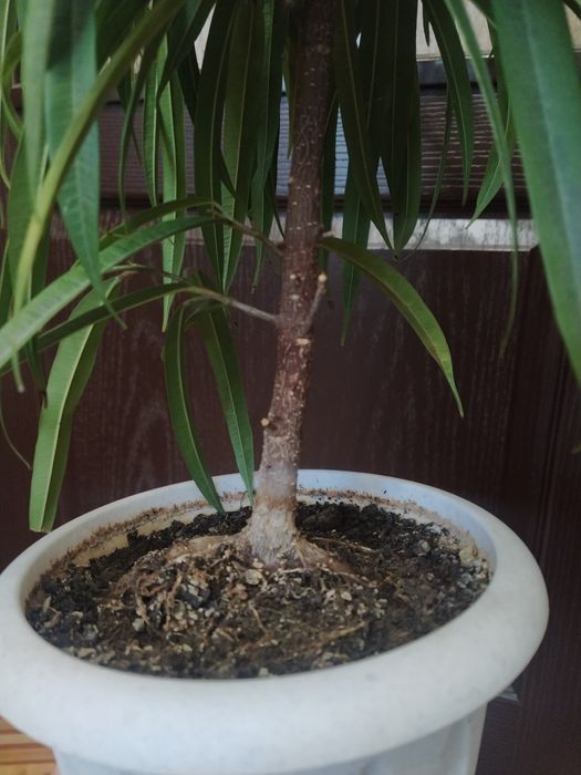 фикус амстел грин голд