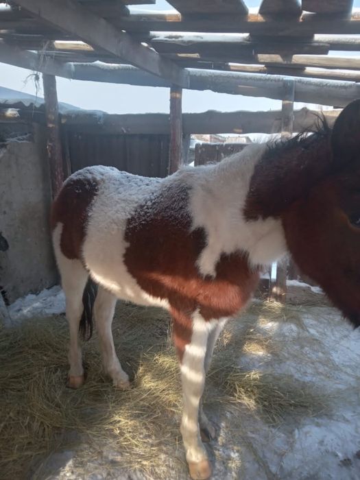 Продам жеребчика возврост 1 год и 10 месецев