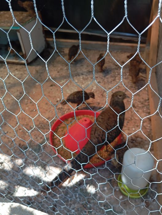 Fazani aurii  pe rosu