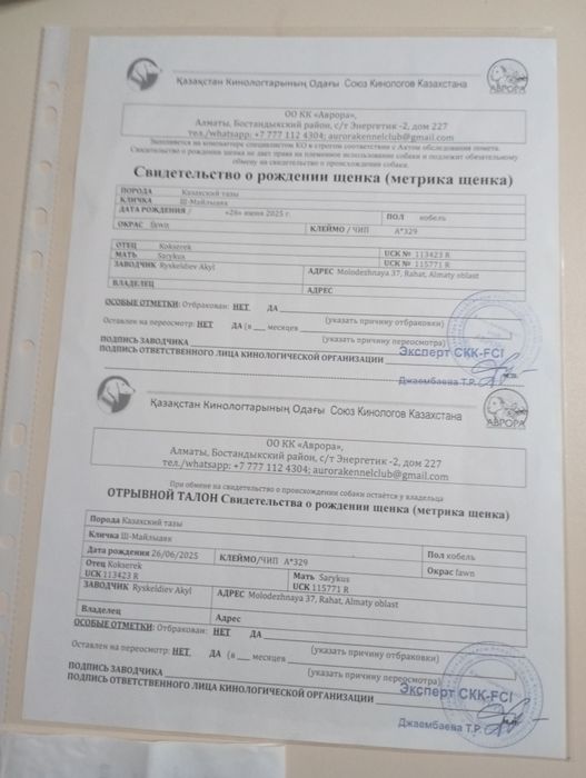 Продам щенка Тазы