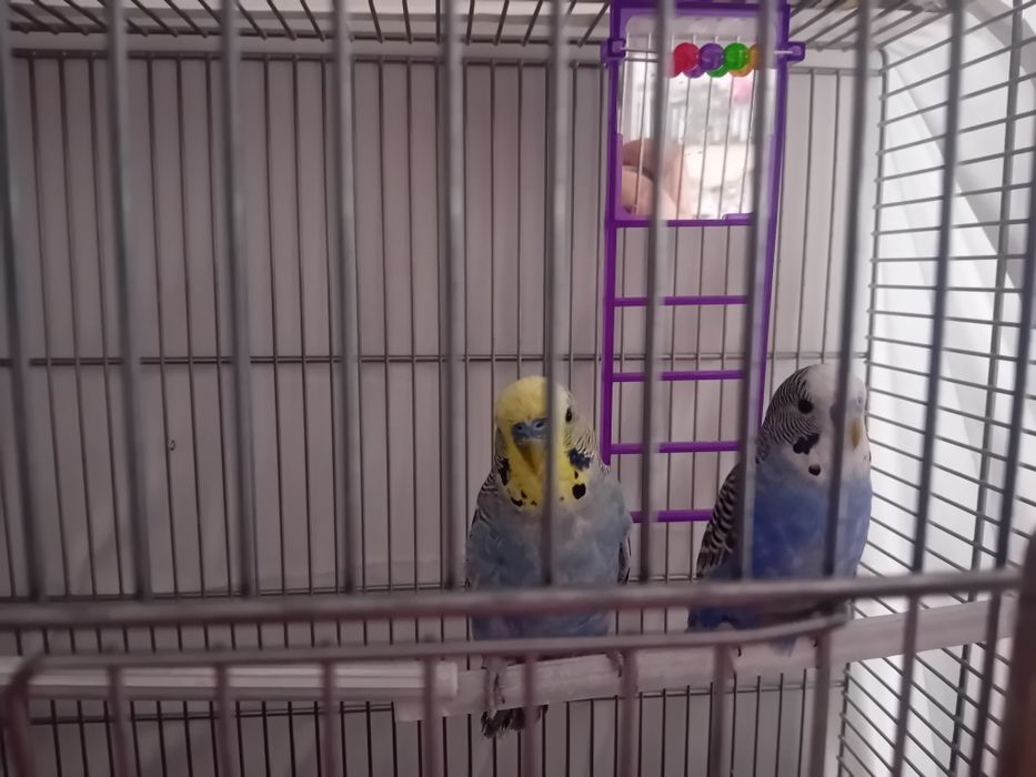 Pereche Perusi  de vânzare