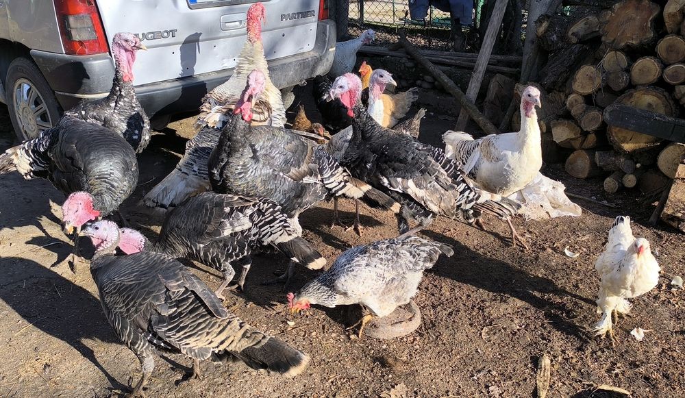 Продават се Пуйки