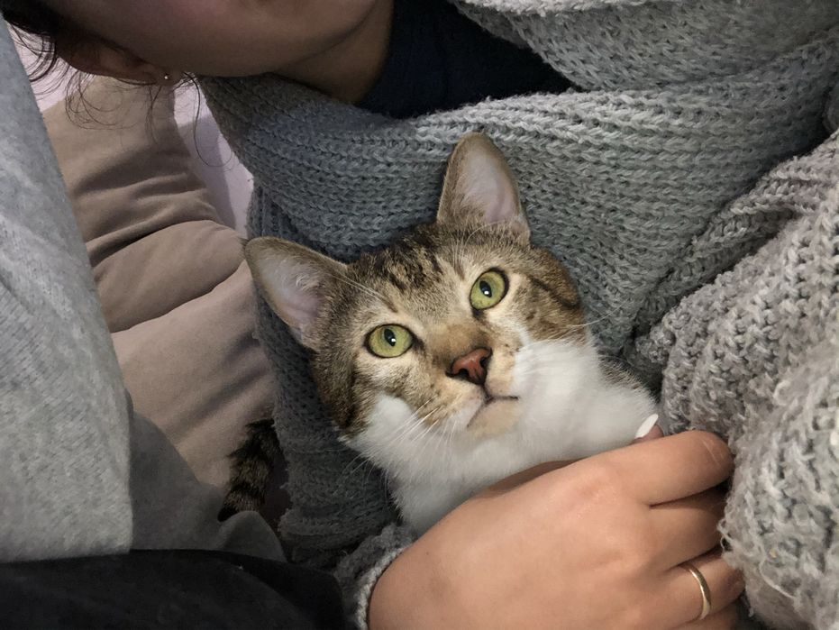 Подарявам мъжко коте