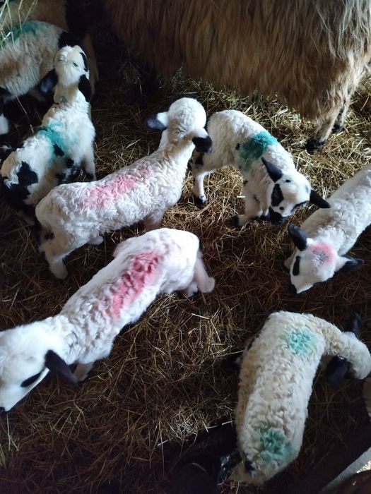 Miei din 2   de vânzare