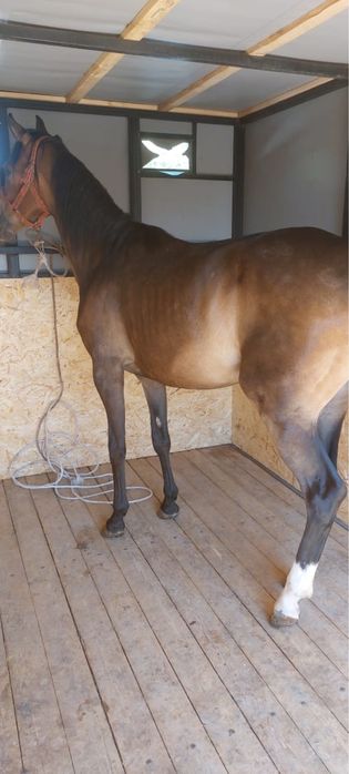 Лошадь чк байтал