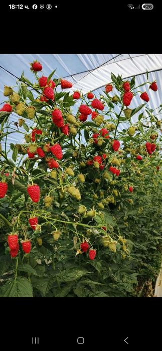 Продавам расад ягоди и малини