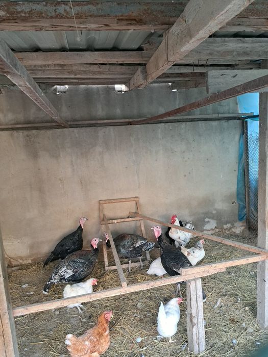 Ассалааму алайкум ва раҳматуллоҳи, далада бокилган куркалар сотилади