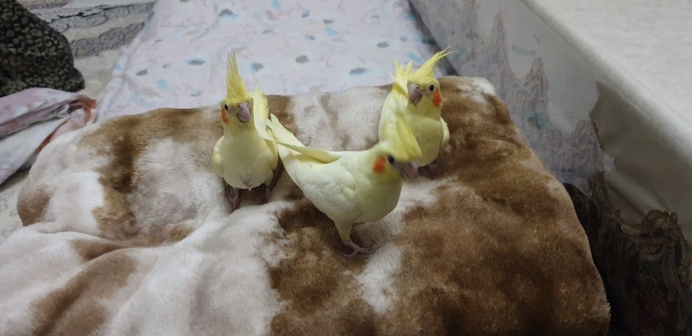 Karello ruchnoy 1oylik