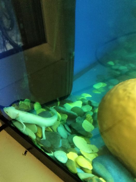 Аквариум 100л и 2 аксалотля