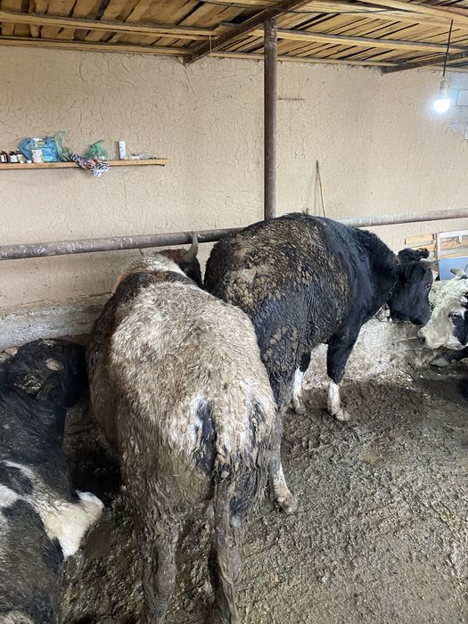 Бука сатылады.         .