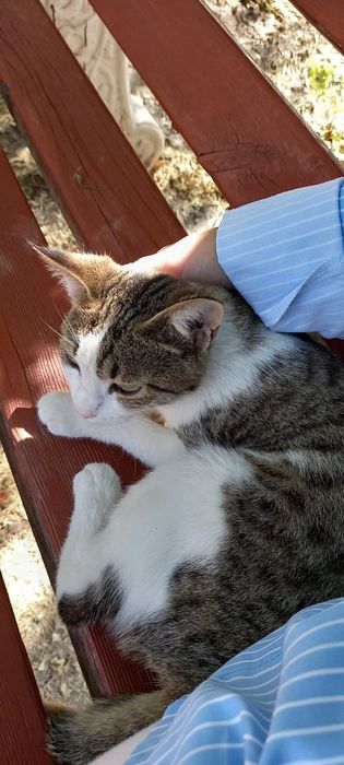 В добрые руки! Бесплатно! Mushukcha hadiyaga! BEPUL.