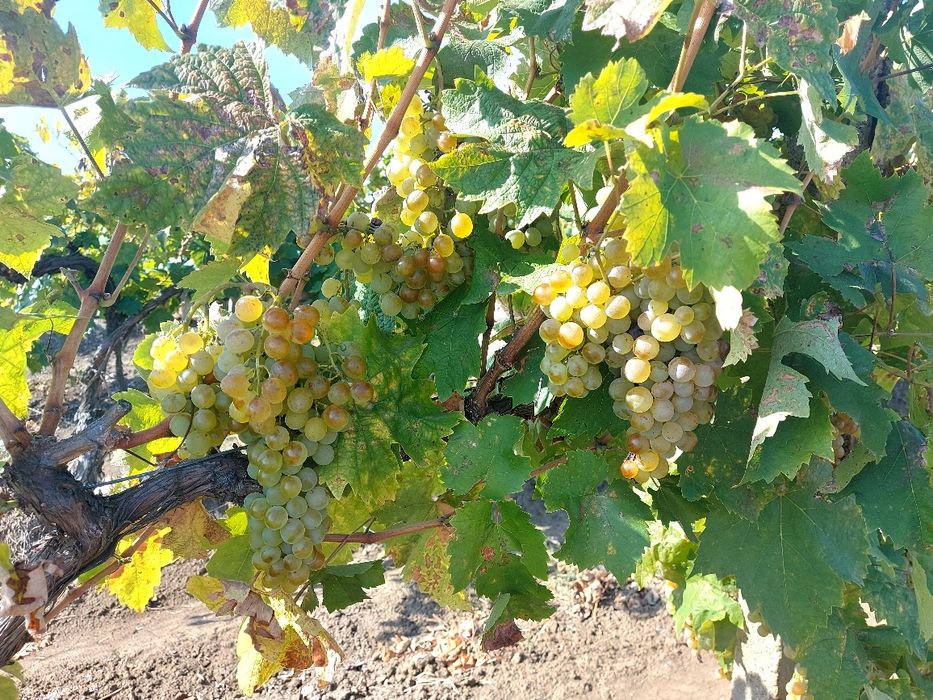 Продава се Парцел в Белослав - 3000 кв.м за 3 €/кв.м - Снимка #1