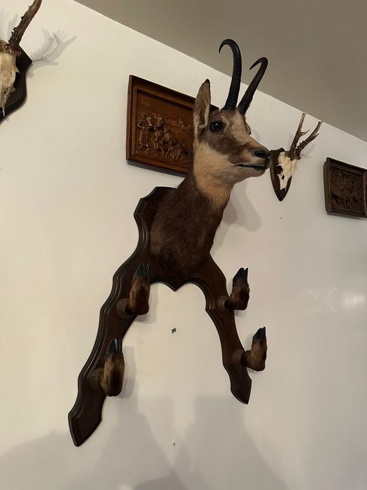 Trofeu naturalizat capră neagră