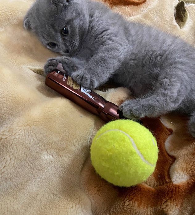 Skotch fold Мушук соғлом ва соф зотлилигига тўлиқ кафолат.