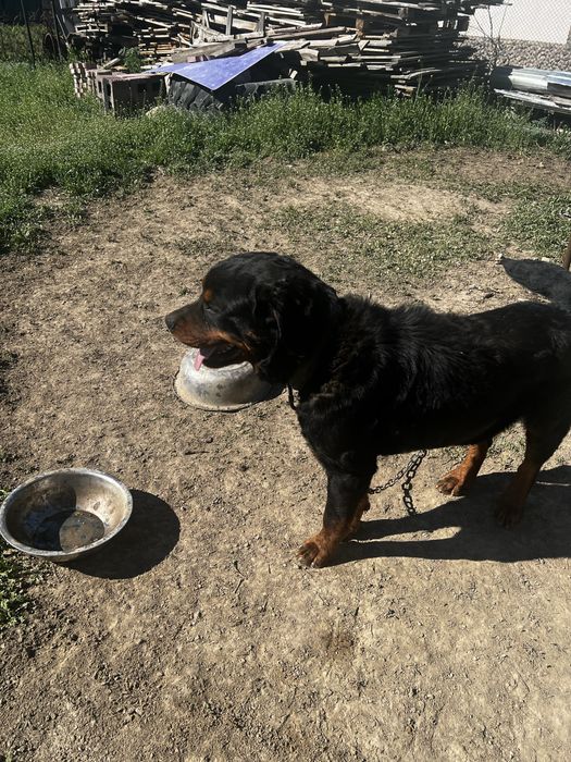 Ротвейлер сатылад срочно