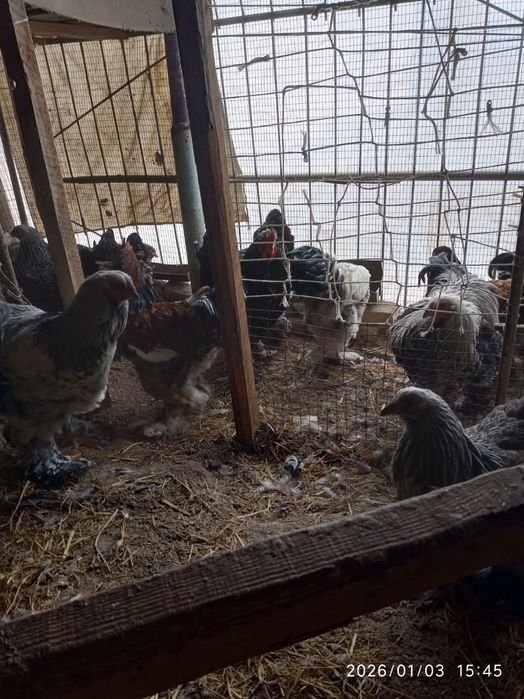 Брама хурозлар сотилади