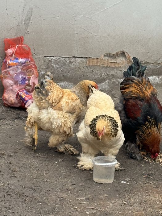 Продам курей брамы молодые особи