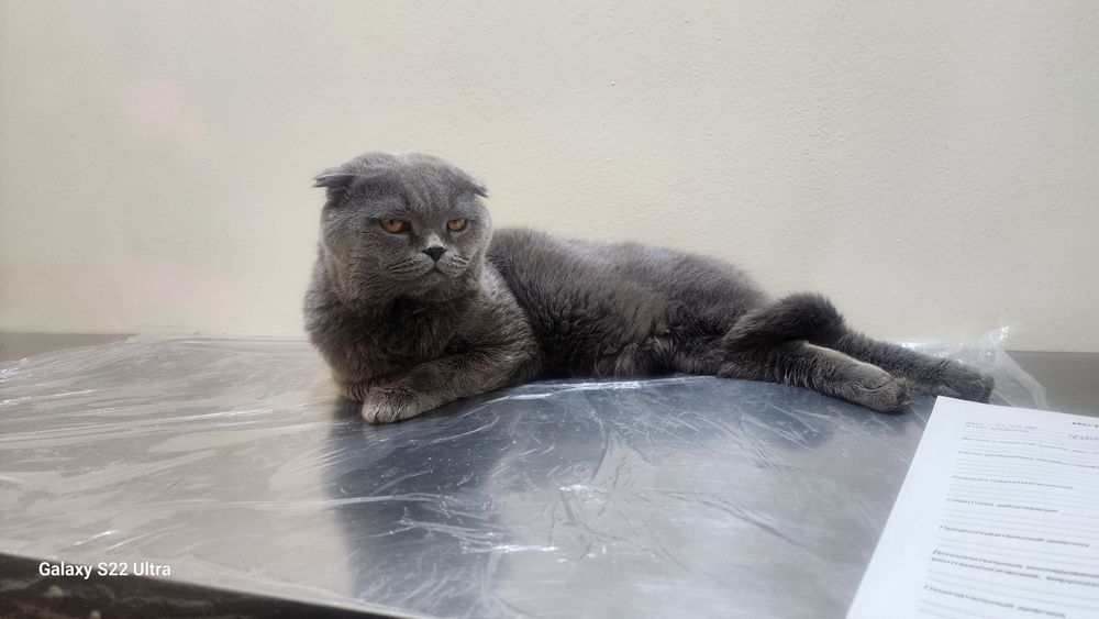 Илт.охиргача укинг! Мушук вязкага (кушишга) сотилмиди, хадя килинмиди