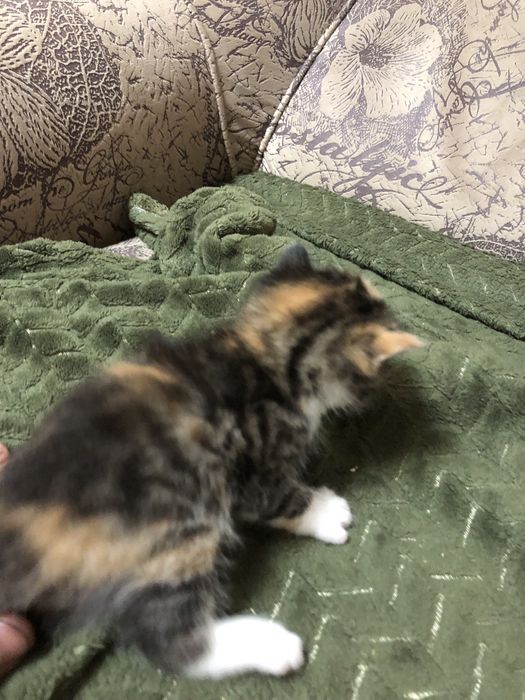 Отдаем котят самостоятельные
