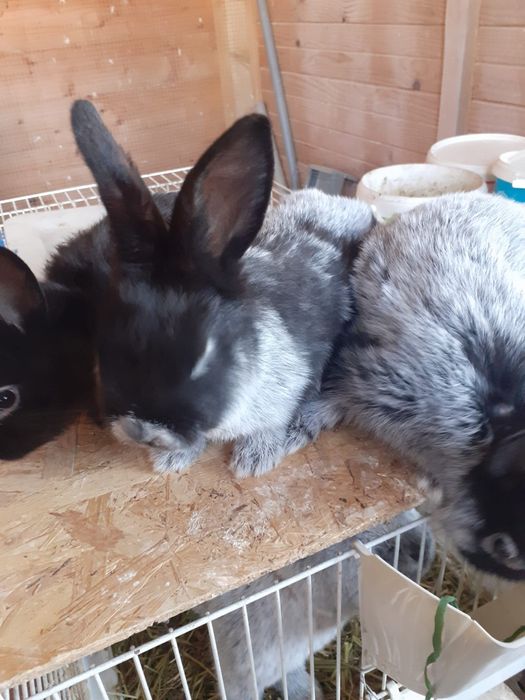 Iepuri marele argintiu