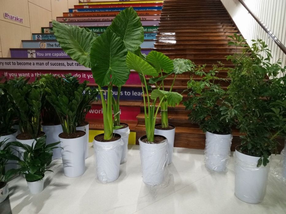 Gullar, Гуллар, Гул, Цветы, Цветок, Растения, Озеленения