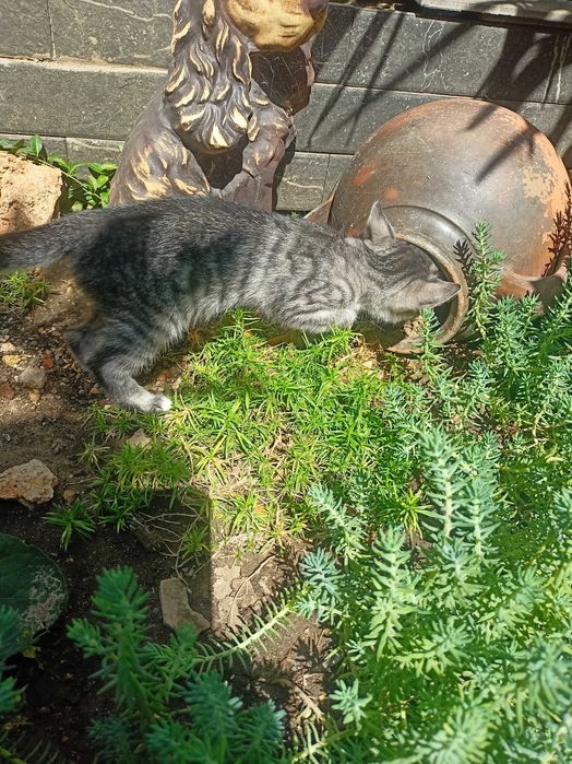 Коте на два месеца търси дом