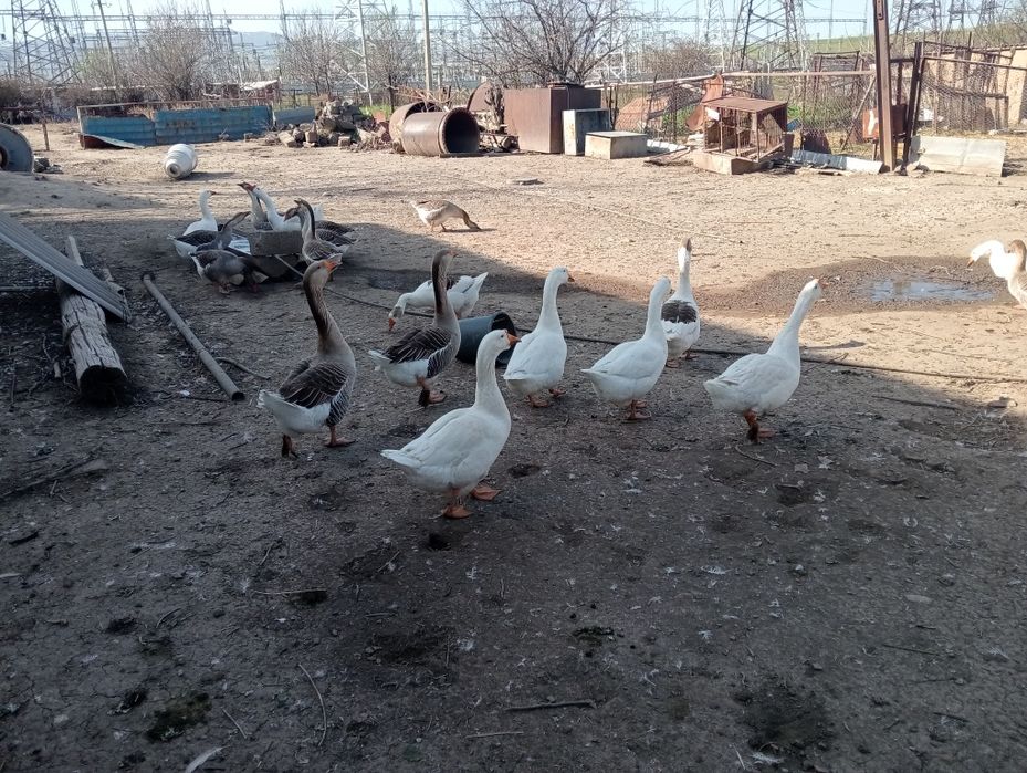 Қаздар сатылады .