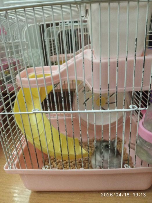 Хомяки джунгарики