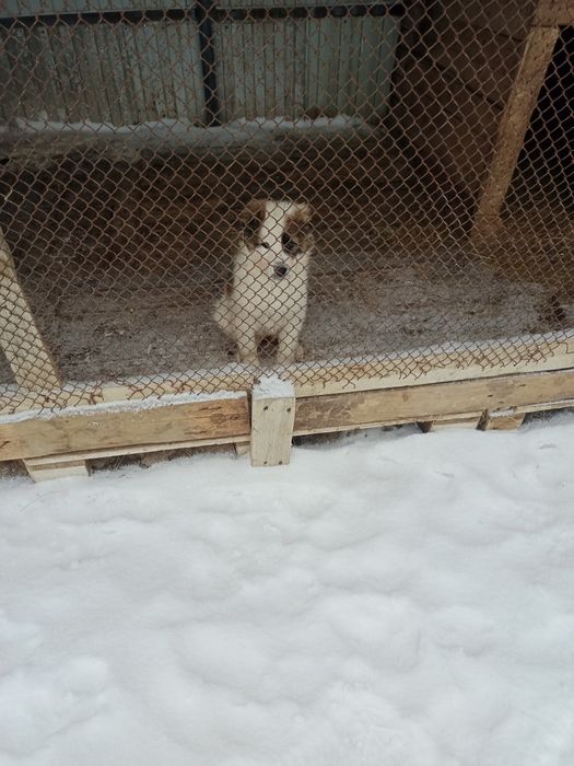 Төбет күшік сатамын