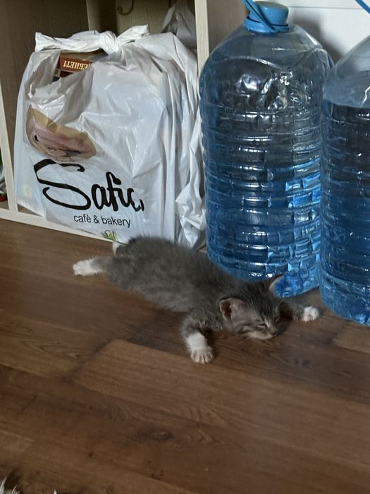 Отдам котенка в добрые руки
