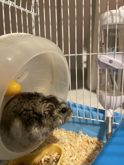 Pereche 2 Hamsteri Pitici + Cușcă