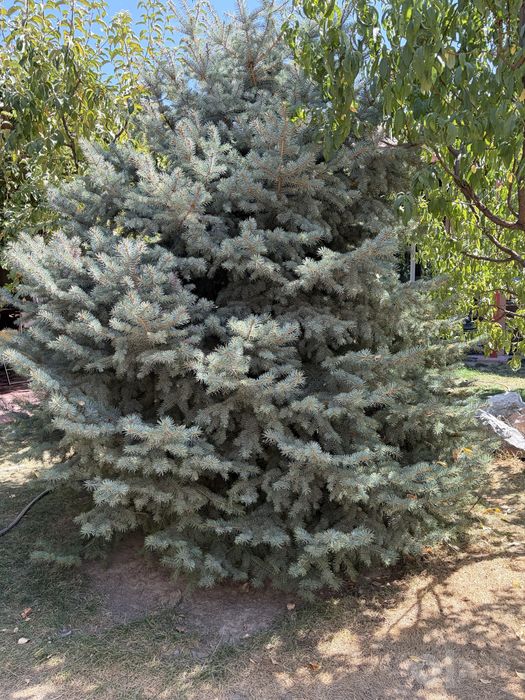 Ель голубая Арча сотилад